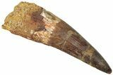 Real Spinosaurus Tooth - Huge Dinosaur Tooth #307952-1